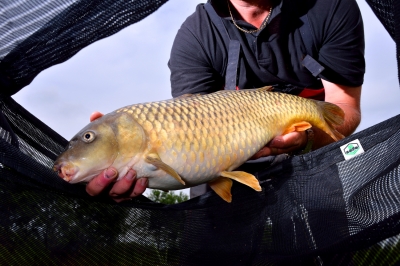 Silvergate Engineers Revolutionary Antibacterial To Cut Soaring Fish Deaths