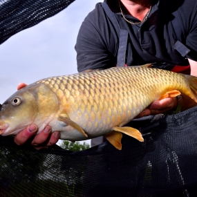 Silvergate Engineers Revolutionary Antibacterial To Cut Soaring Fish Deaths